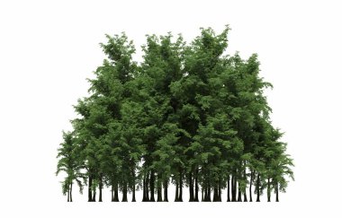 group of trees with a shadow on the ground, isolated on a white background, trees in the forest, 3D illustration