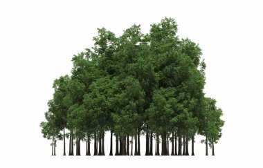 group of trees with a shadow on the ground, isolated on a white background, trees in the forest, 3D illustration