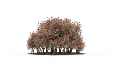 group of trees with a shadow on the ground, isolated on a white background, trees in the forest, 3D illustration