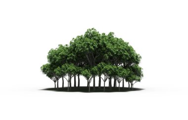 group of trees with a shadow on the ground, isolated on a white background, trees in the forest, 3D illustration
