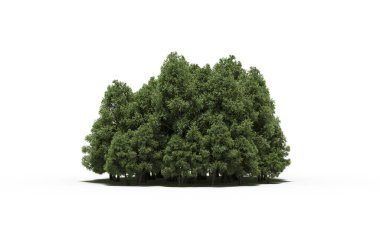 group of trees with a shadow on the ground, isolated on a white background, trees in the forest, 3D illustration