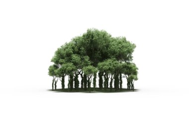 group of trees with a shadow on the ground, isolated on a white background, trees in the forest, 3D illustration