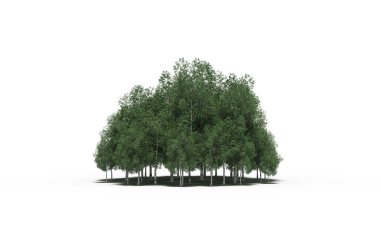 group of trees with a shadow on the ground, isolated on a white background, trees in the forest, 3D illustration