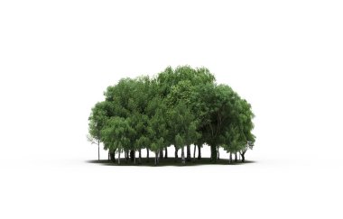 group of trees with a shadow on the ground, isolated on a white background, trees in the forest, 3D illustration