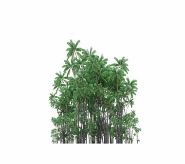 group of trees with a shadow on the ground, isolated on a white background, trees in the forest, 3D illustration
