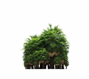 group of trees with a shadow on the ground, isolated on a white background, trees in the forest, 3D illustration