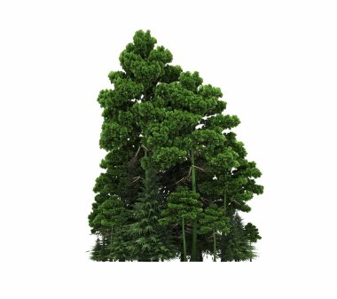 group of trees with a shadow on the ground, isolated on a white background, trees in the forest, 3D illustration