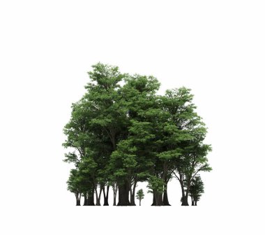 group of trees with a shadow on the ground, isolated on a white background, trees in the forest, 3D illustration