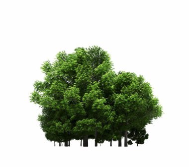 group of trees with a shadow on the ground, isolated on a white background, trees in the forest, 3D illustration