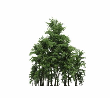 group of trees with a shadow on the ground, isolated on a white background, trees in the forest, 3D illustration
