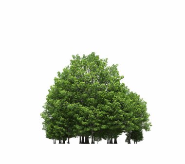 group of trees with a shadow on the ground, isolated on a white background, trees in the forest, 3D illustration