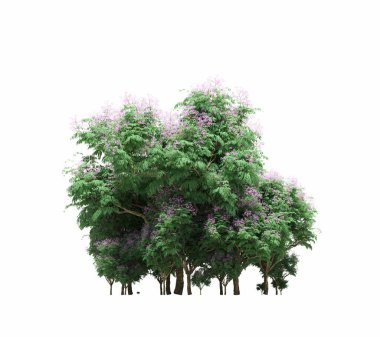 group of trees with a shadow on the ground, isolated on a white background, trees in the forest, 3D illustration