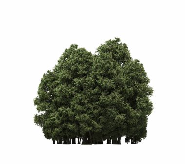 group of trees with a shadow on the ground, isolated on a white background, trees in the forest, 3D illustration