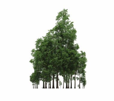 group of trees with a shadow on the ground, isolated on a white background, trees in the forest, 3D illustration