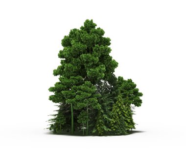 group of trees with a shadow on the ground, isolated on a white background, trees in the forest, 3D illustration
