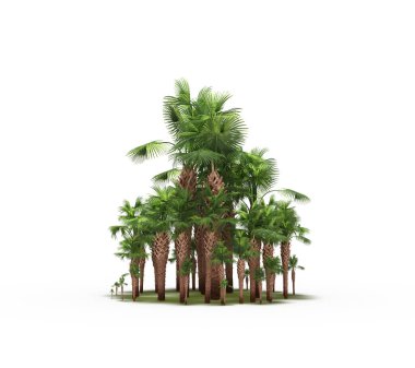 group of trees with a shadow on the ground, isolated on a white background, trees in the forest, 3D illustration