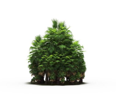 group of trees with a shadow on the ground, isolated on a white background, trees in the forest, 3D illustration