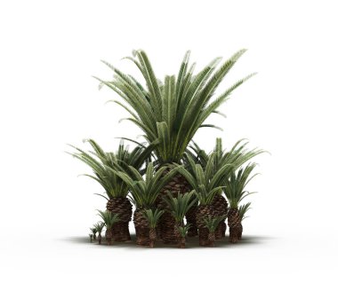 group of trees with a shadow on the ground, isolated on a white background, trees in the forest, 3D illustration