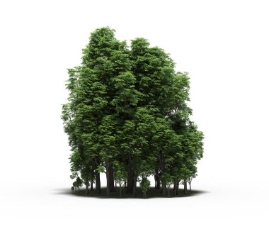 group of trees with a shadow on the ground, isolated on a white background, trees in the forest, 3D illustration