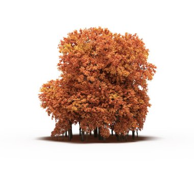 group of trees with a shadow on the ground, isolated on a white background, trees in the forest, 3D illustration