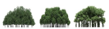 group of trees with a shadow on the ground, isolated on a white background, trees in the forest, 3D illustration