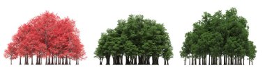 group of trees with a shadow on the ground, isolated on a white background, trees in the forest, 3D illustration