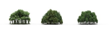 group of trees with a shadow on the ground, isolated on a white background, trees in the forest, 3D illustration