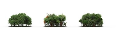 group of trees with a shadow on the ground, isolated on a white background, trees in the forest, 3D illustration