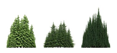 group of trees with a shadow on the ground, isolated on a white background, trees in the forest, 3D illustration