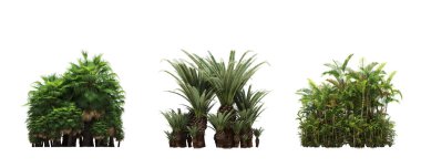 group of trees with a shadow on the ground, isolated on a white background, trees in the forest, 3D illustration