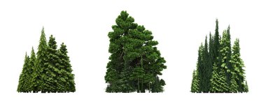 group of trees with a shadow on the ground, isolated on a white background, trees in the forest, 3D illustration