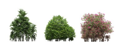 group of trees with a shadow on the ground, isolated on a white background, trees in the forest, 3D illustration