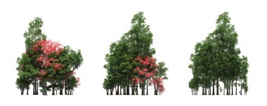 group of trees with a shadow on the ground, isolated on a white background, trees in the forest, 3D illustration