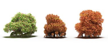 group of trees with a shadow on the ground, isolated on a white background, trees in the forest, 3D illustration