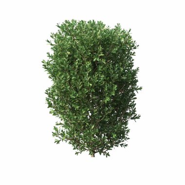 bush isolated on white background, 3D illustration, cg render