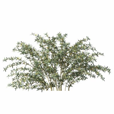 bush isolated on white background, 3D illustration, cg render