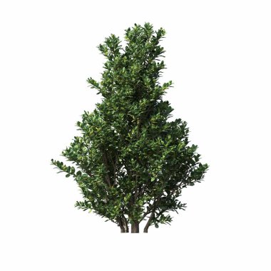 bush isolated on white background, 3D illustration, cg render