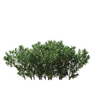 bush isolated on white background, 3D illustration, cg render