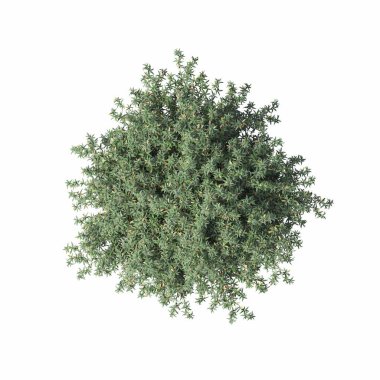 bush isolated on white background, 3D illustration, cg render