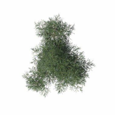 bush isolated on white background, 3D illustration, cg render