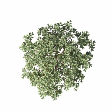 bush isolated on white background, 3D illustration, cg render