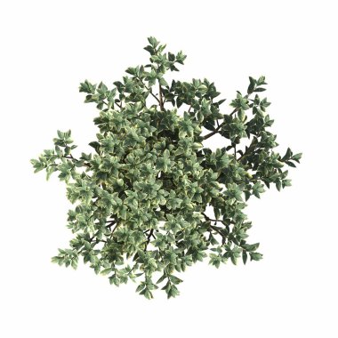 bush isolated on white background, 3D illustration, cg render