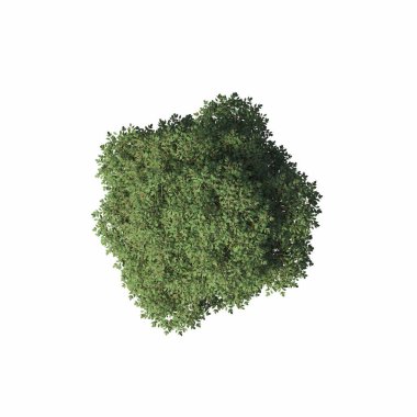 bush isolated on white background, 3D illustration, cg render