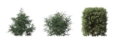bush isolated on white background, 3D illustration, cg render