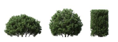 bush isolated on white background, 3D illustration, cg render