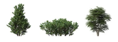 bush isolated on white background, 3D illustration, cg render