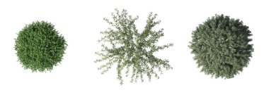 bush isolated on white background, 3D illustration, cg render