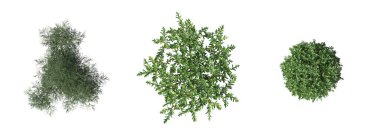 bush isolated on white background, 3D illustration, cg render