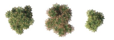 bush isolated on white background, 3D illustration, cg render