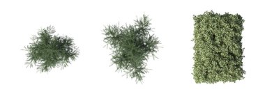 bush isolated on white background, 3D illustration, cg render